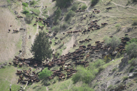 pastoral herd