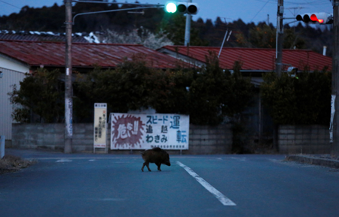 Fukushima wild boars