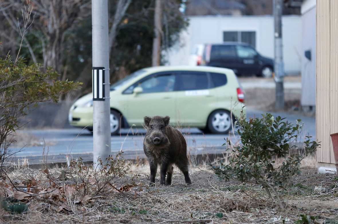 Fukushima wild boars