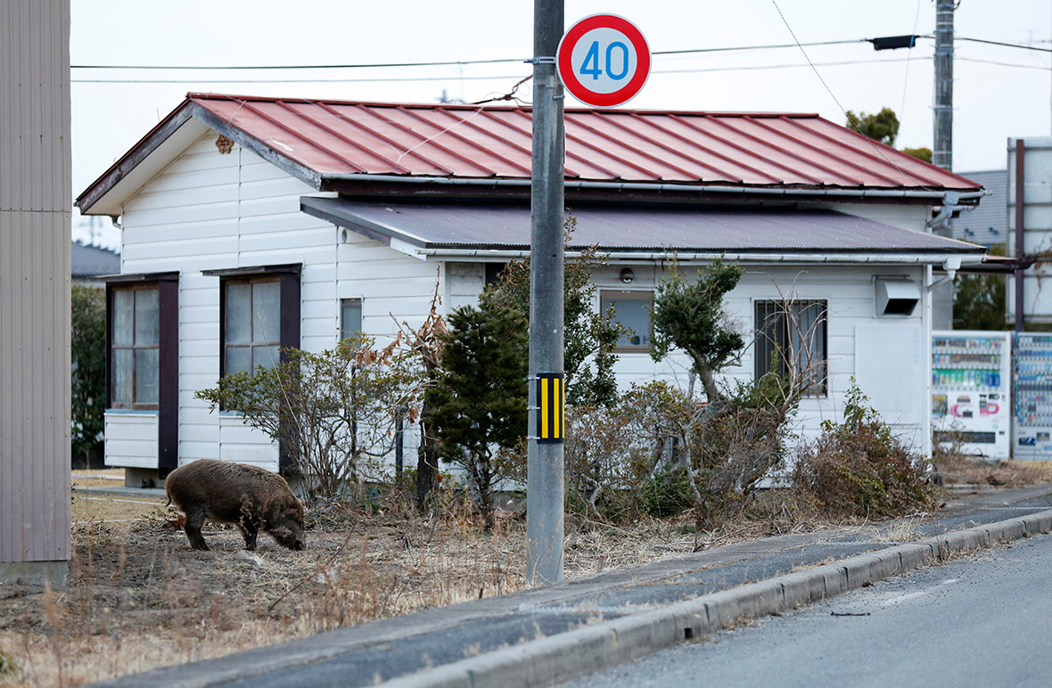 Fukushima wild boars