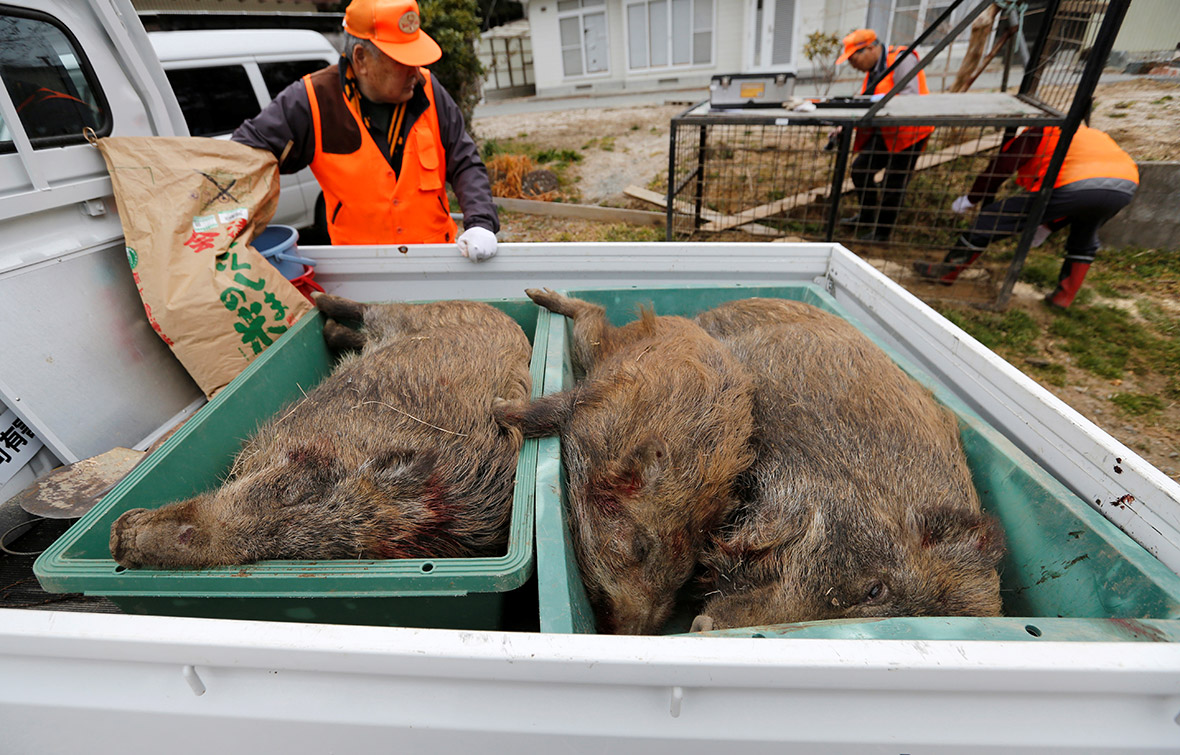 Fukushima wild boars