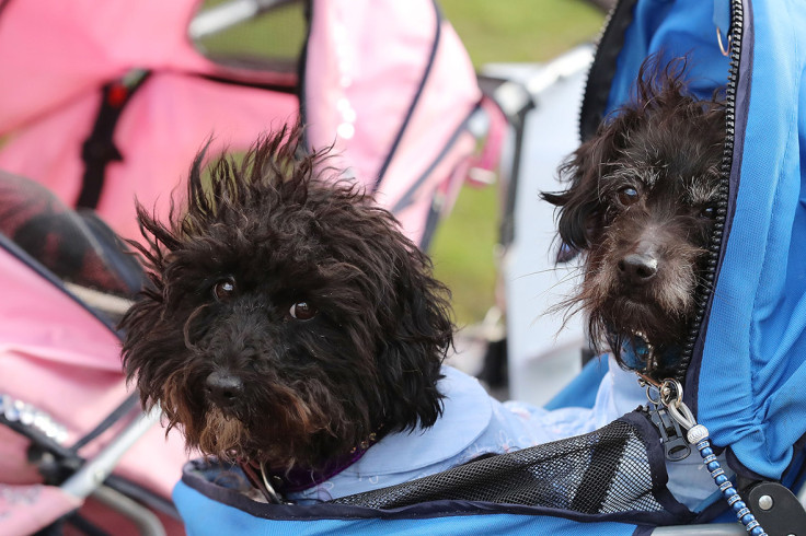 Crufts arrivals 