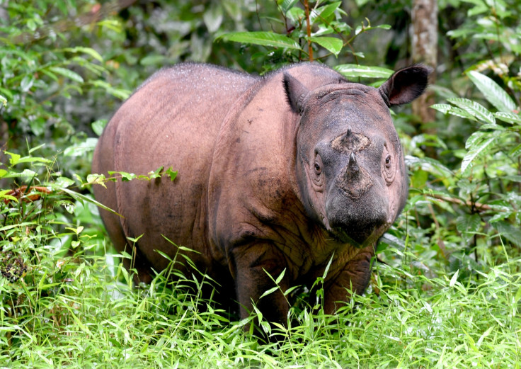 Sumatran rhino