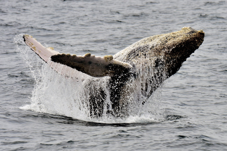 Humpback whale