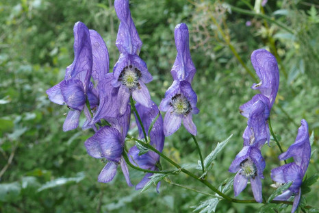 Aconitum variegatum contains a deadly poison, for which there is no antidote