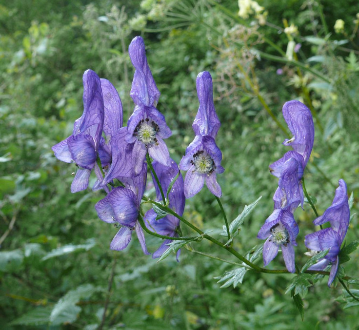 Aconitum variegatum contains a deadly poison, for which there is no antidote