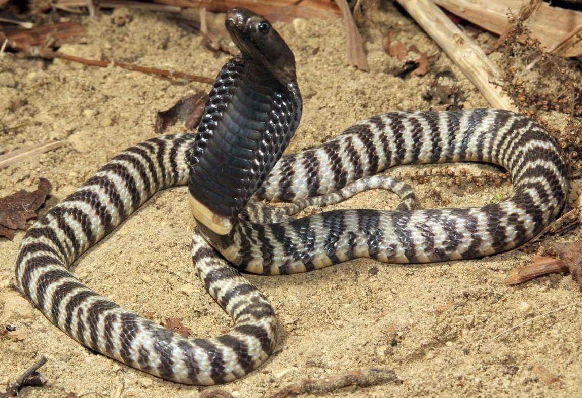 How did cobras evolve flesheating venom, and could it be used to treat