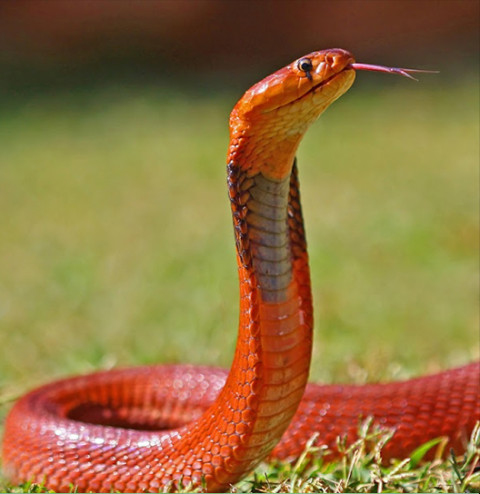 Sudan cobra