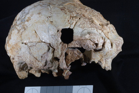 Aroeira skull