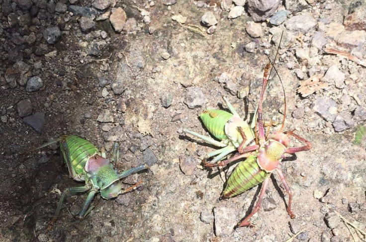 Spiny Devil Katydid