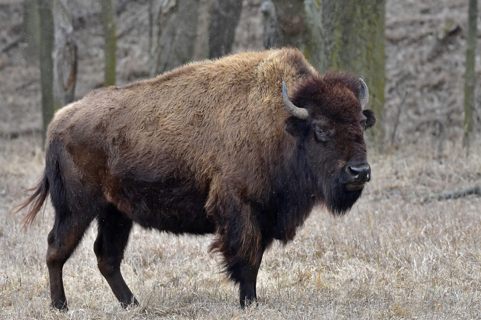 bison bison
