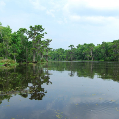 Bayou wetlands