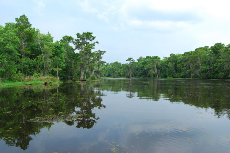 Bayou wetlands