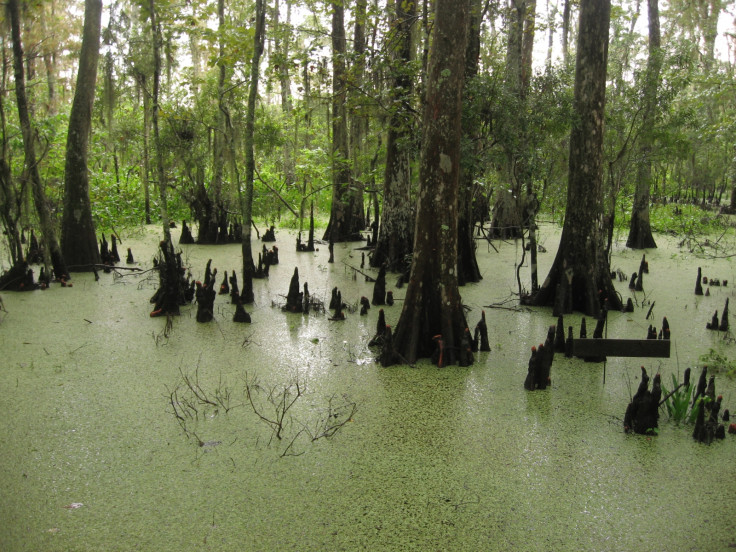 Barataria wetlands