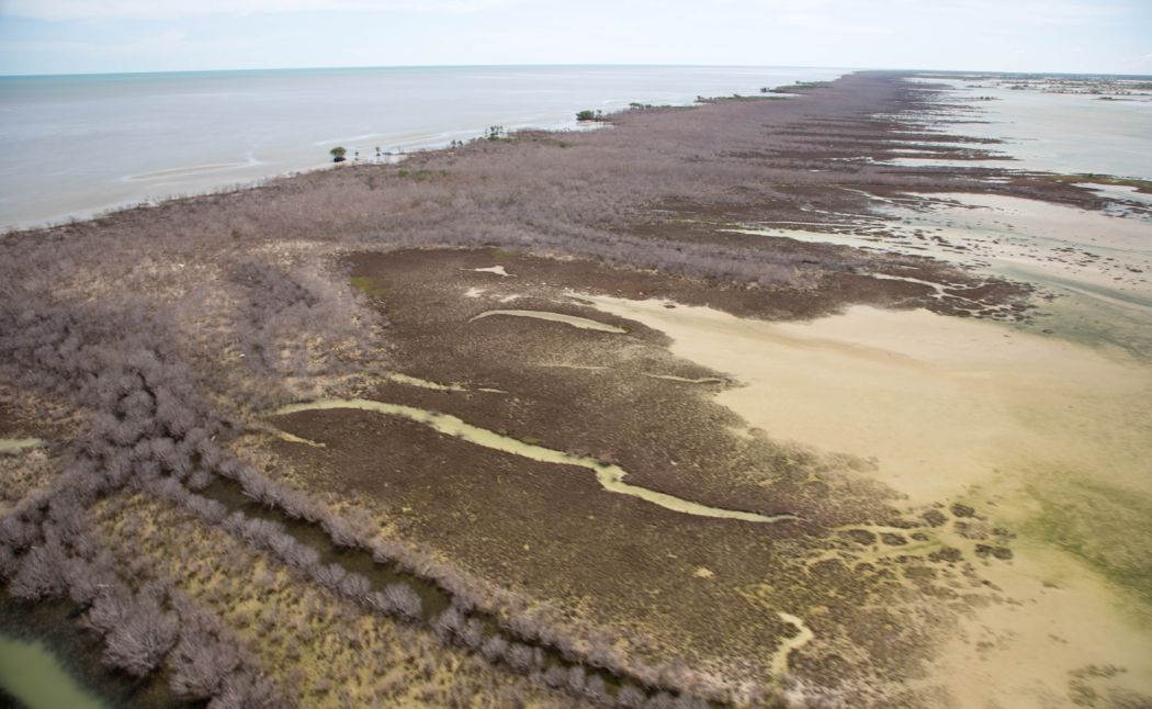 Australia: Over 1,000km of mangrove died of thirst from extreme heat ...