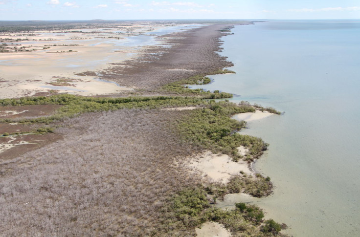 mangrove dieback