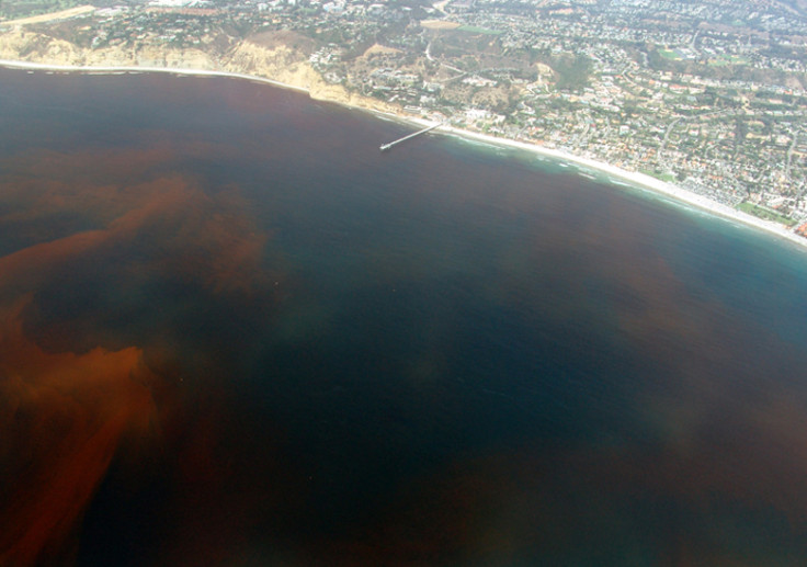 Red tide