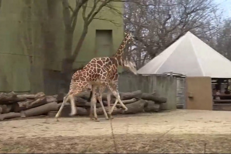 That Giraffe Is Finally Going To Give Birth