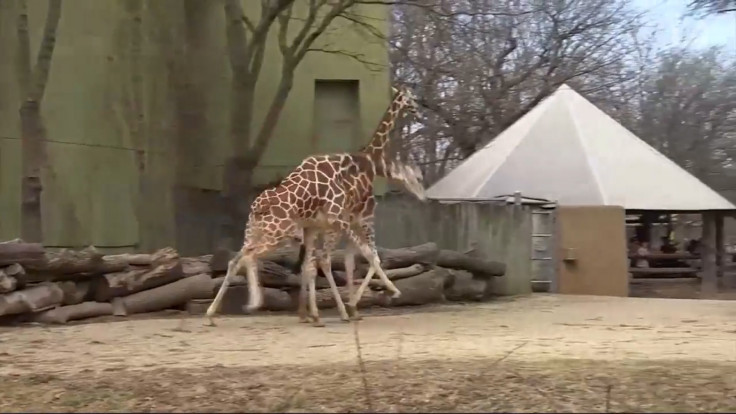 That Giraffe Is Finally Going To Give Birth