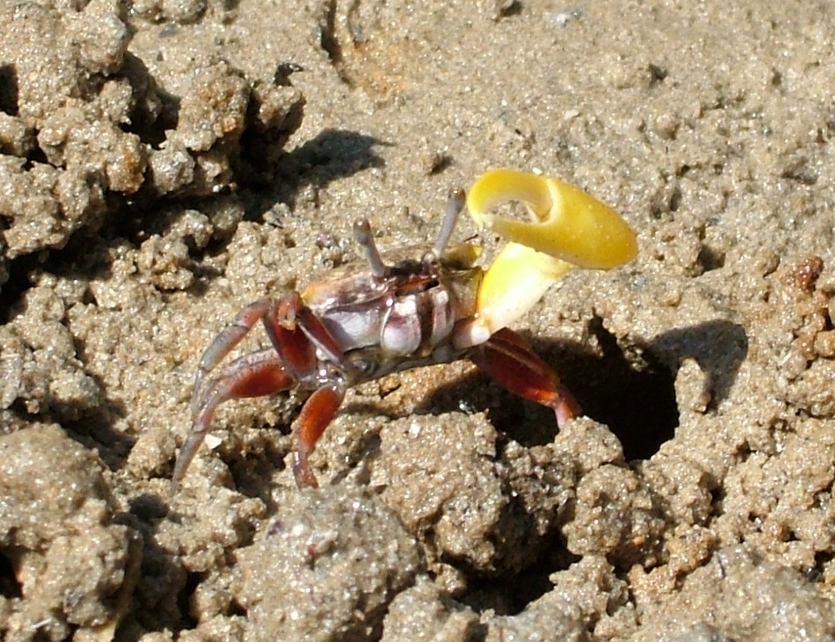 Little fiddler crabs attract females by waving and drumming at them