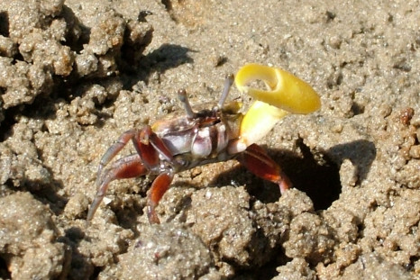 banana fiddler crab