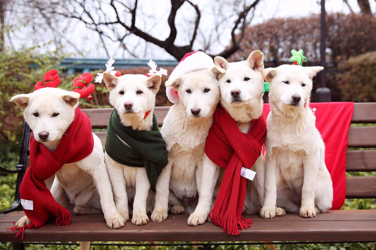 Park Geun-hye's pet dogs
