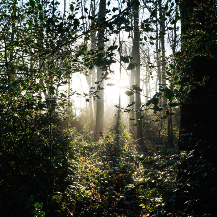 Flâneur in an Ancient Landscape