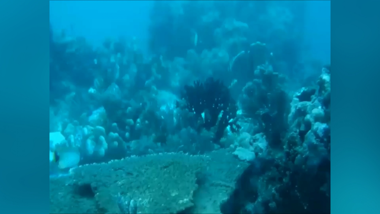 British cruise ship damages Indonesian coral reef