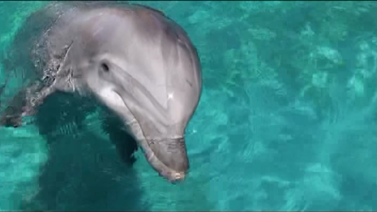 By escaping too quickly dolphins could end up stranded on a beach 