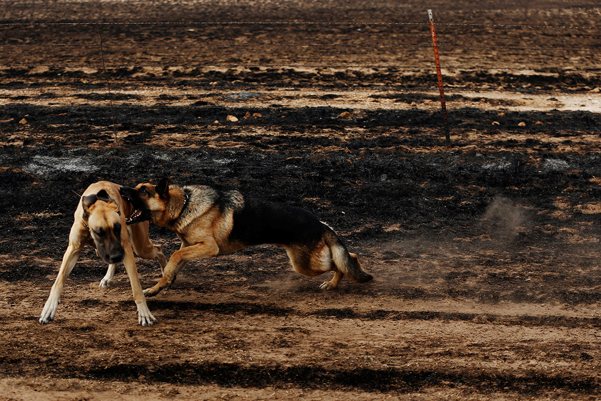 US wildfires 