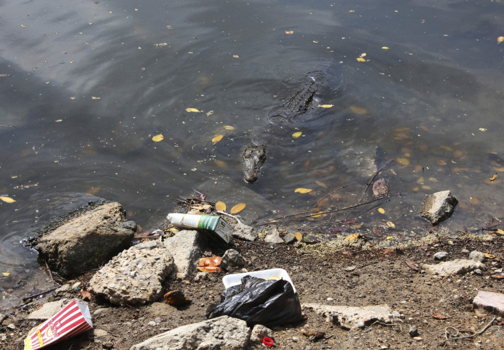 crocodile Mexico man-eaters