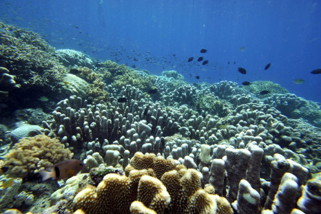 Indonesia coral reef