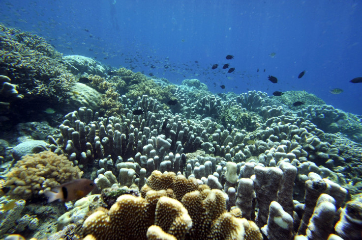 Indonesia coral reef