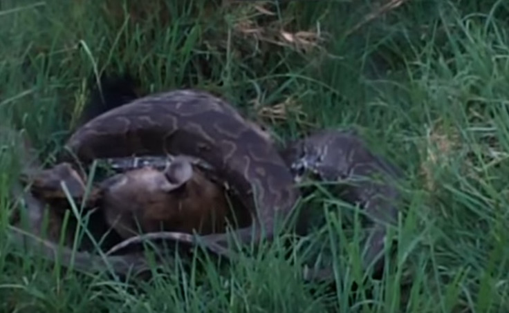 African rock python eats hyena