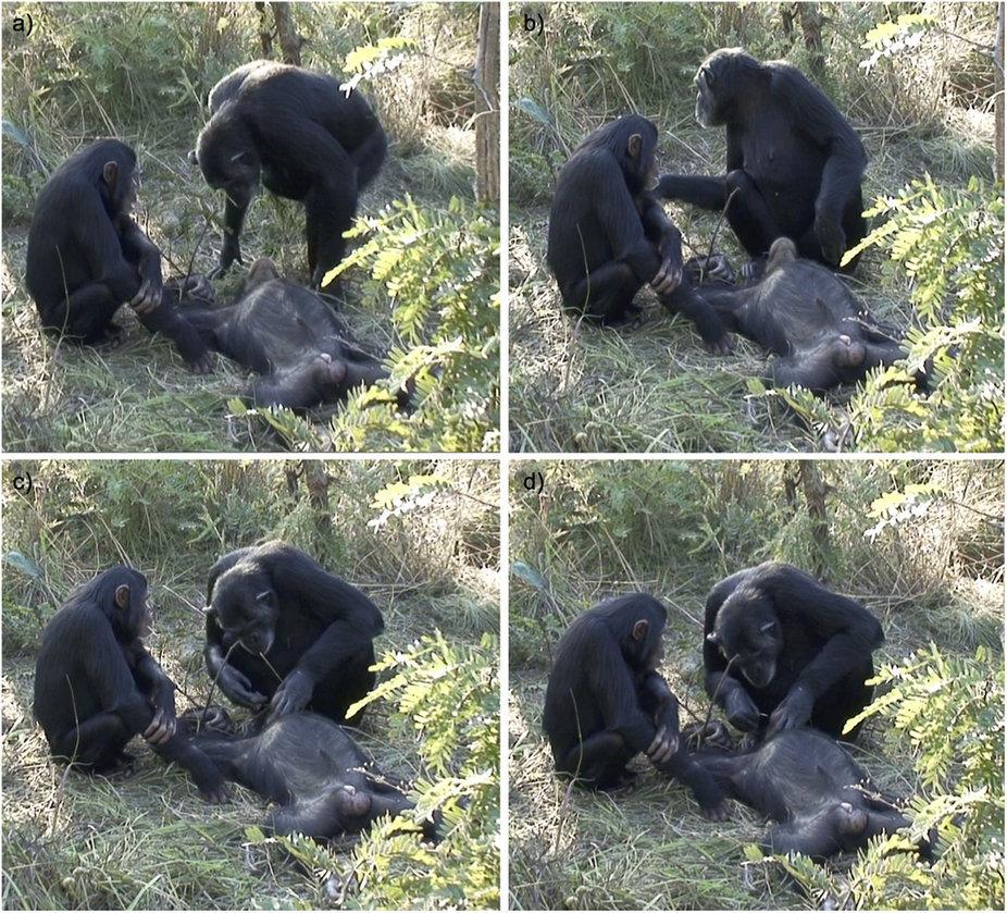 hindi meaning born rituals cleaning including Chimpanzee revealed, death