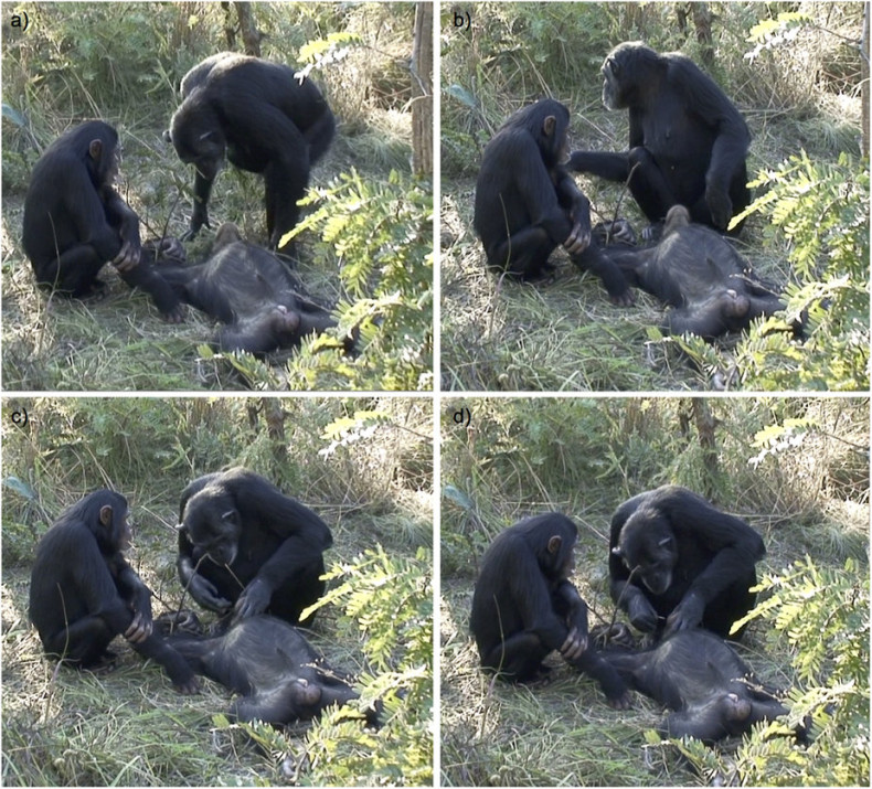 Chimp death ritual
