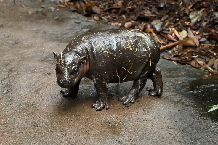 Pygmy Hippos