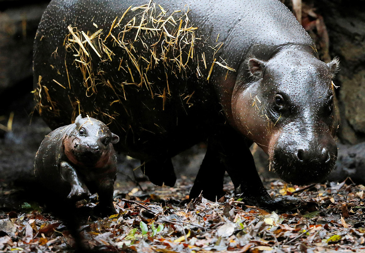 Pygmy Hippos