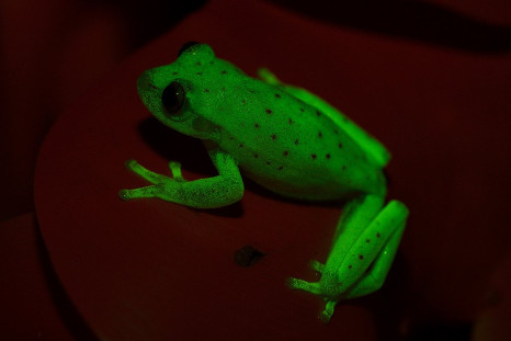 fluo frog