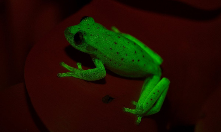 fluo frog