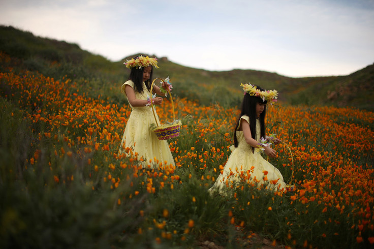 California wildflowers