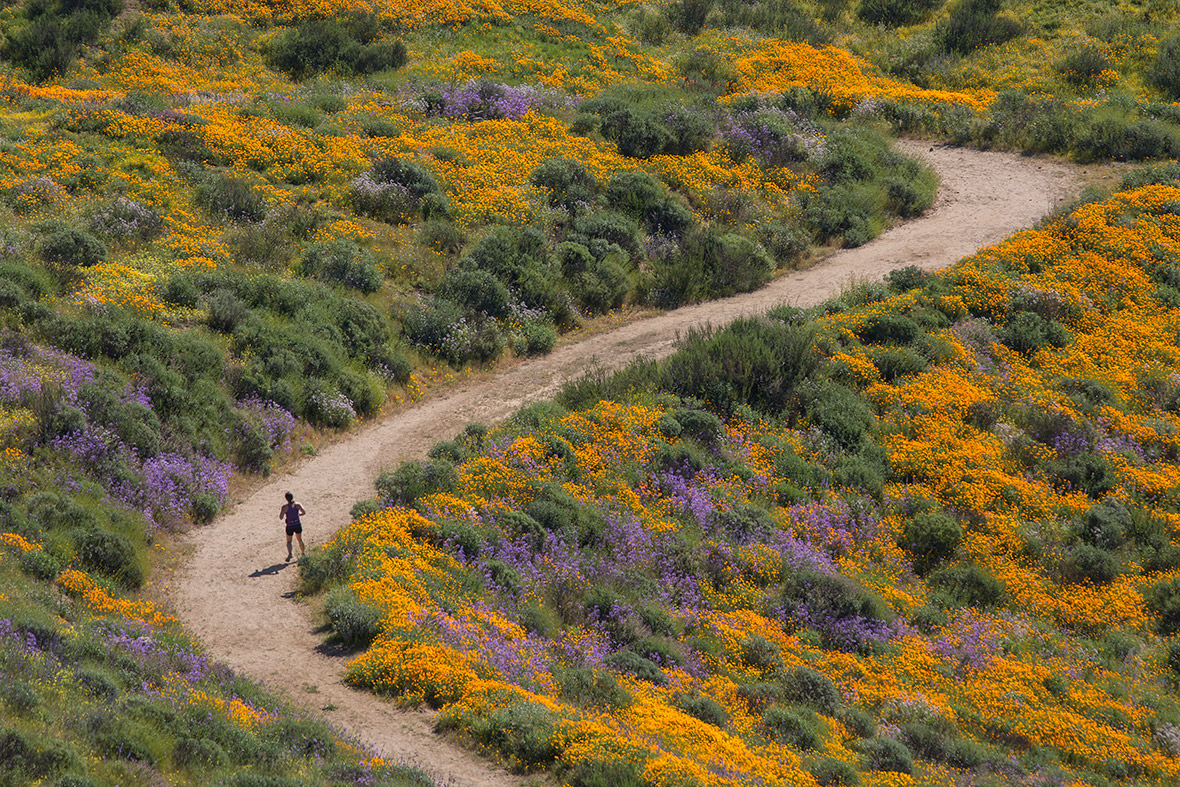 Wildflowers bloom in California after record drought, in pictures
