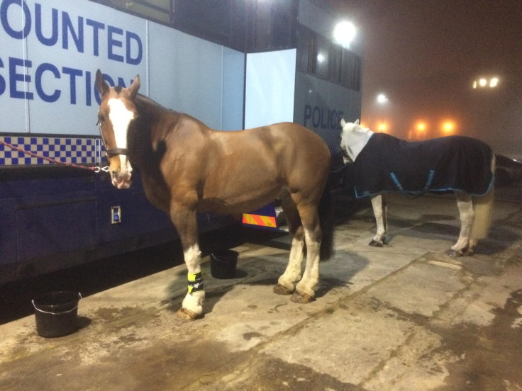 Samson police horse Cheltenham