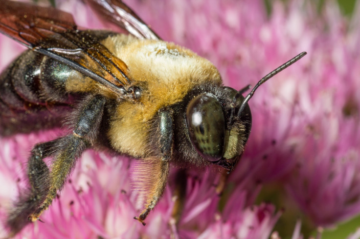 Bee on flower