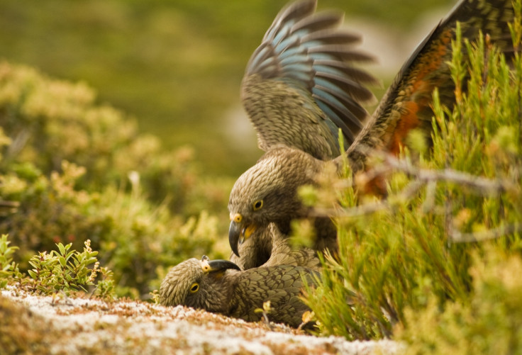 kea parrots