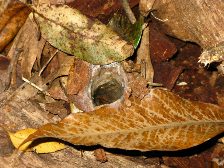 Funnel web spider den