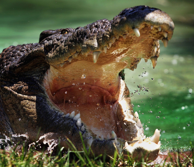Saltwater crocodile 