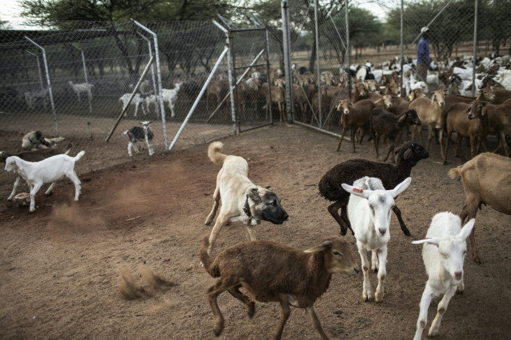 Namibia farms