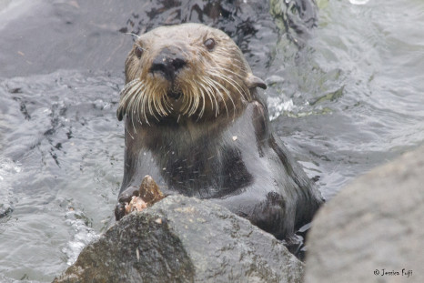 sea otter tool use