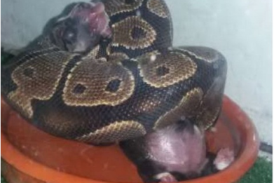 Snake eating dog alive
